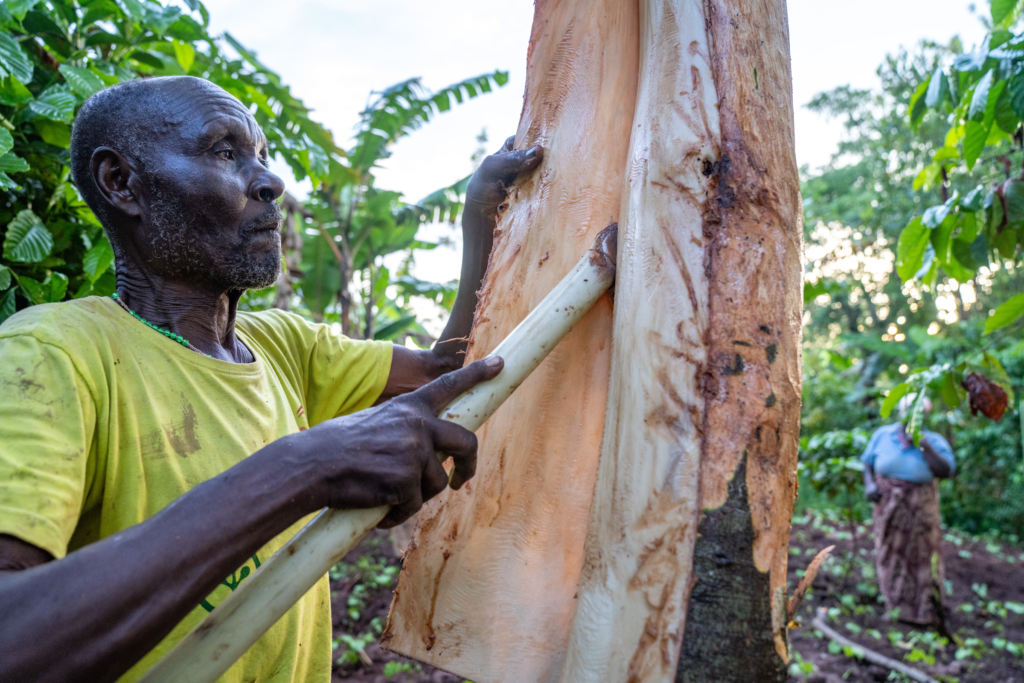 Preserving Nature And Tradition The Mutuba Reforestation Project The Preserving Nature And Tradition The Mutuba Reforestation Project The