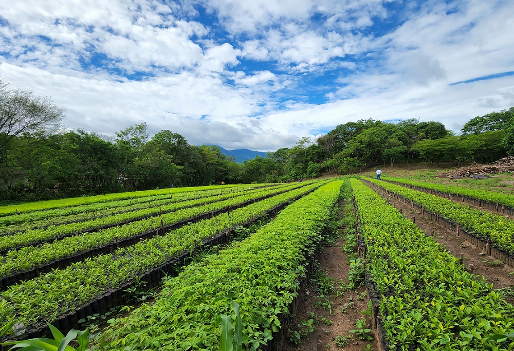 Tree nursery