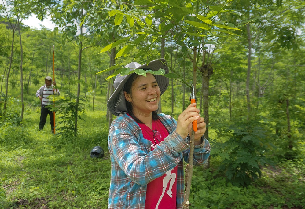 Pruning trees