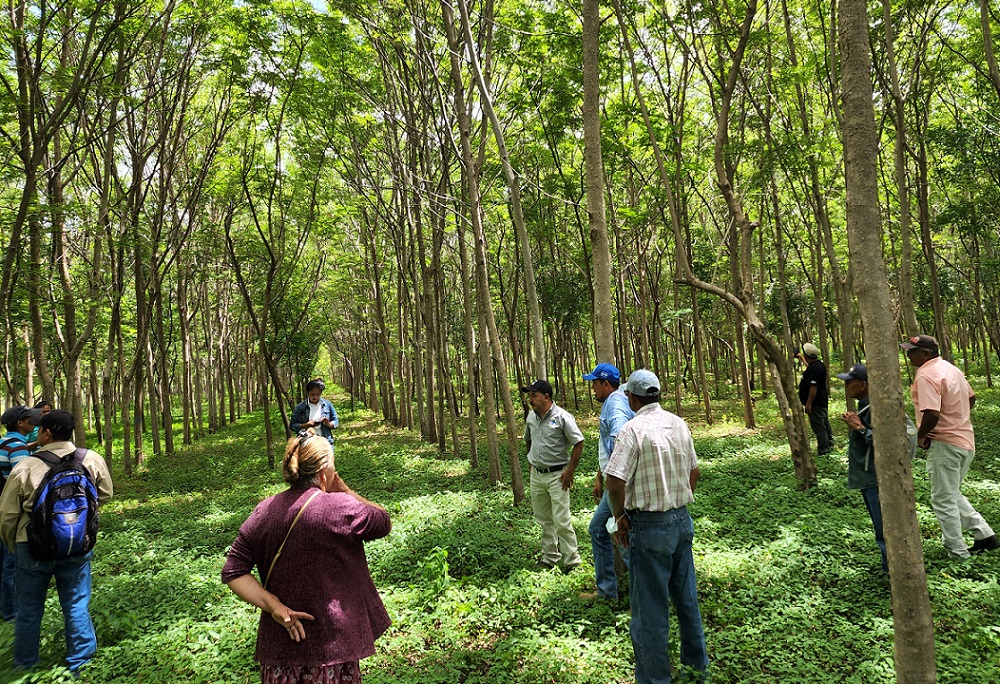 Visiting a forest plot