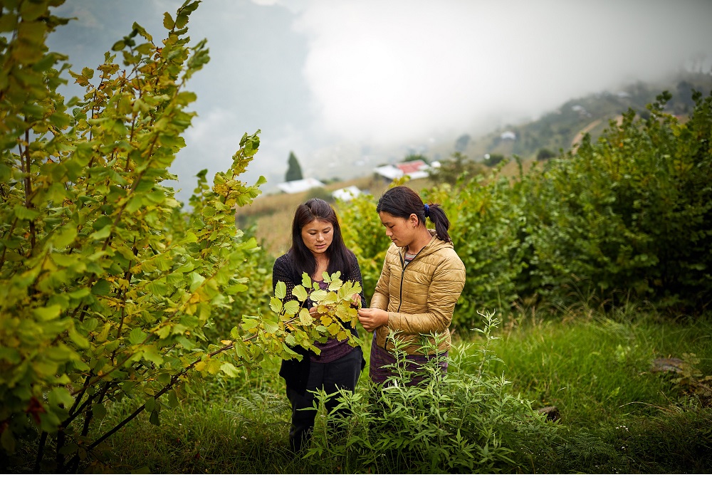 Mountain Hazelnut Venture Private Limited in Bhutan at Dechen Chodon Family Orchard in Drametse city Mongar province on October 01, 2018  Photo: Mountain Hazelnut Venture Private Limited/Bryan Watt