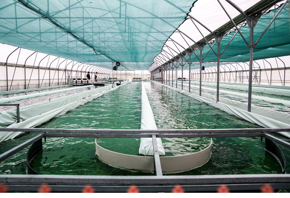 Spirulina_Algen_Wasser_See_CAS