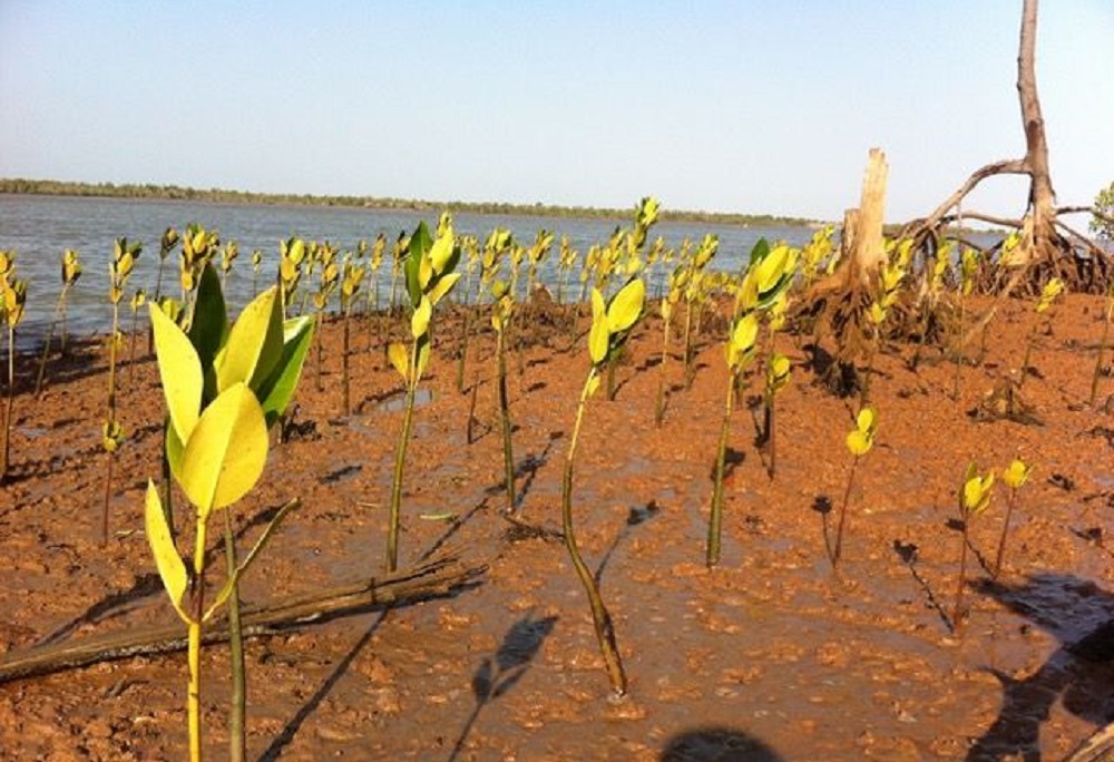 ecosia